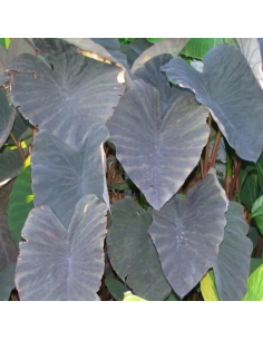 Oreille d'éléphant - Colocasia Esculenta Black Magic