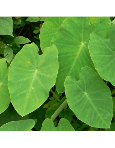 Oreille d'éléphant - Colocasia Esculenta