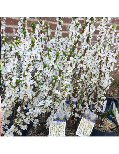 Ragouminier - Prunus tomentosa