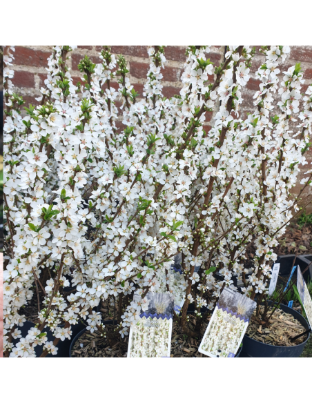Ragouminier - Prunus tomentosa