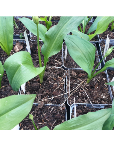 Ail des ours - Allium Ursinum