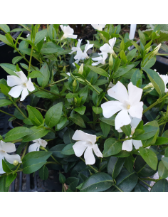 Petite pervenche blanche - Vinca Minor Alba