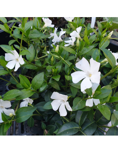 Petite pervenche blanche - Vinca Minor Alba