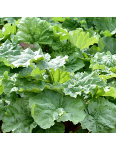 Rhubarbe racines nues 2