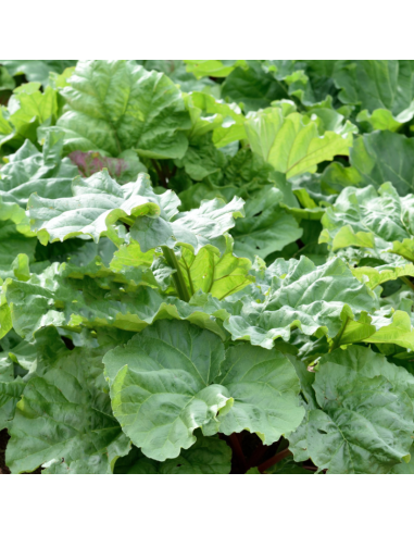 Rhubarbe racines nues