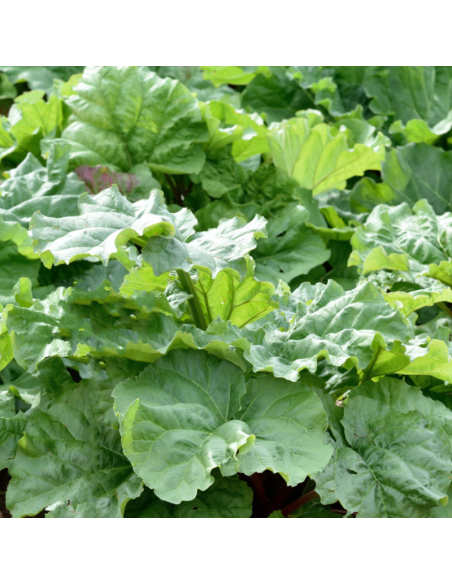 Rhubarbe racines nues