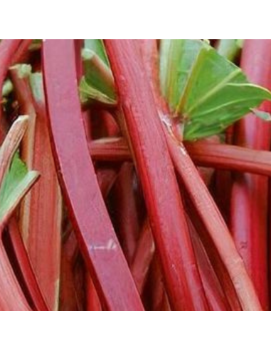 Rhubarbe racines nues