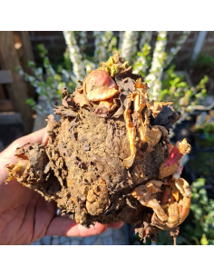 Rhubarbe racines nues 2