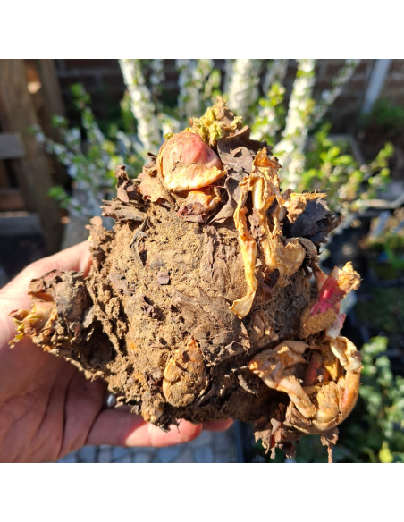 Rhubarbe racines nues