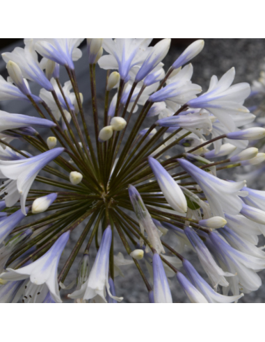 Agapanthe hybride Enigma - Agapanthus