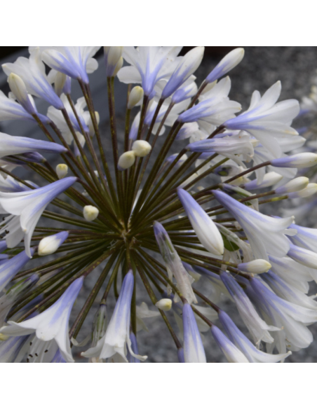 Agapanthe hybride Enigma - Agapanthus