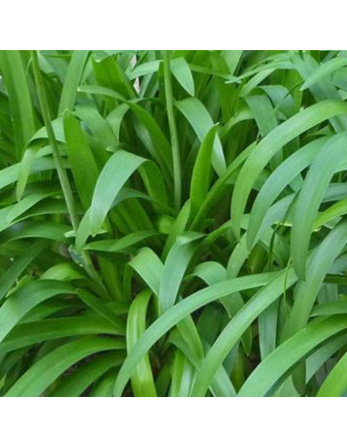 Agapanthe hybride Enigma - Agapanthus