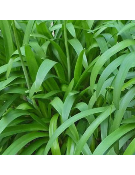 Agapanthe hybride Enigma - Agapanthus