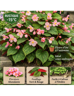Begonia vivace - Begonia grandis evansiana