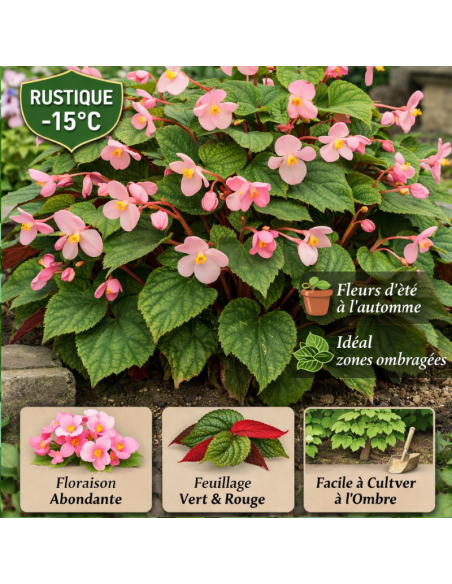 Begonia vivace - Begonia grandis evansiana