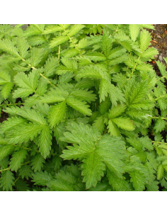 Aigremoine - Agrimonia Eupatoria 2