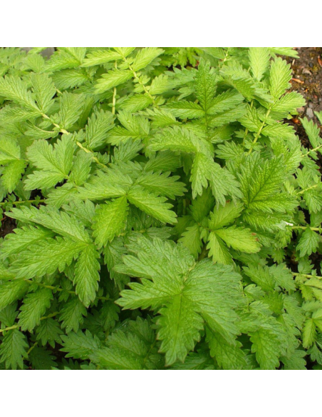 Aigremoine - Agrimonia Eupatoria