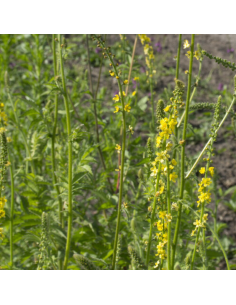 Aigremoine - Agrimonia Eupatoria
