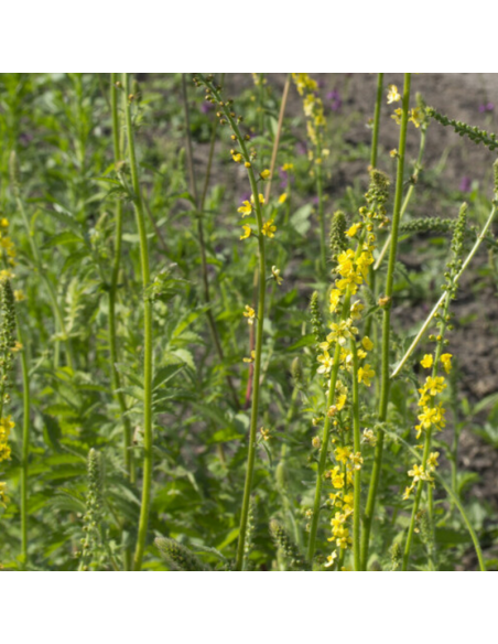 Aigremoine - Agrimonia Eupatoria