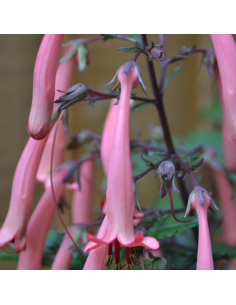 Fuchsia du Cap African Queen - Phygelius rectus 2