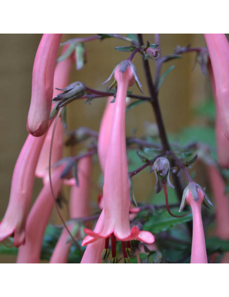 Fuchsia du Cap African Queen - Phygelius rectus