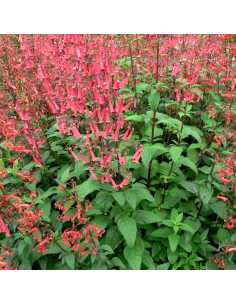 Fuchsia du Cap African Queen - Phygelius rectus