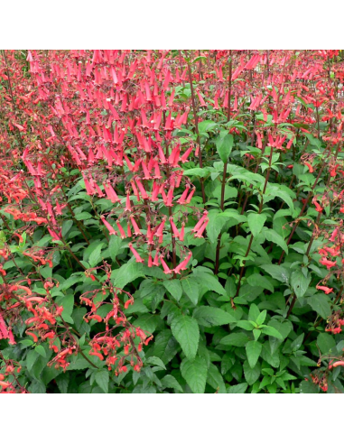 Fuchsia du Cap African Queen - Phygelius rectus