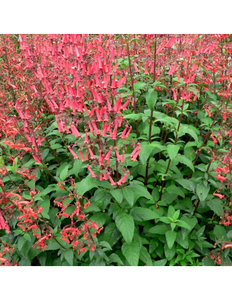 Fuchsia du Cap African Queen - Phygelius rectus