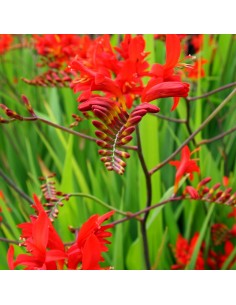 Bulbe de Crocosmia 2
