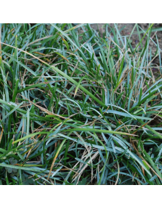 Seslerie bleue - Sesleria Caerula 2