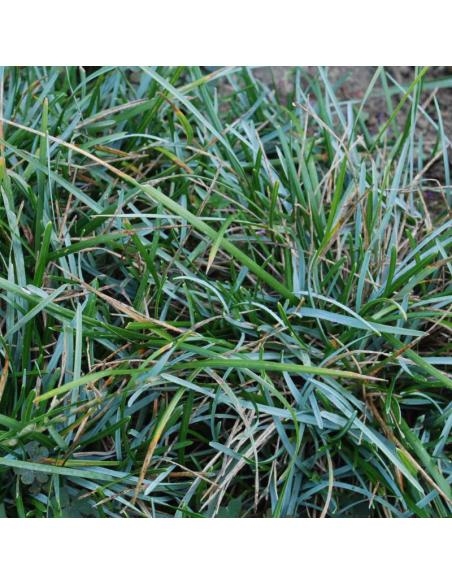 Seslerie bleue - Sesleria Caerula