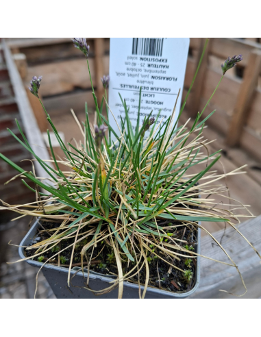 Seslerie bleue - Sesleria Caerula