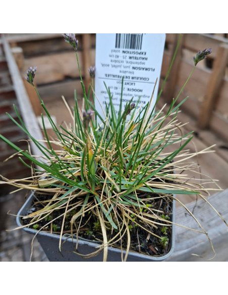 Seslerie bleue - Sesleria Caerula