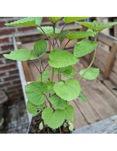 Agastache Fenouil - Agastache Foeniculum 2
