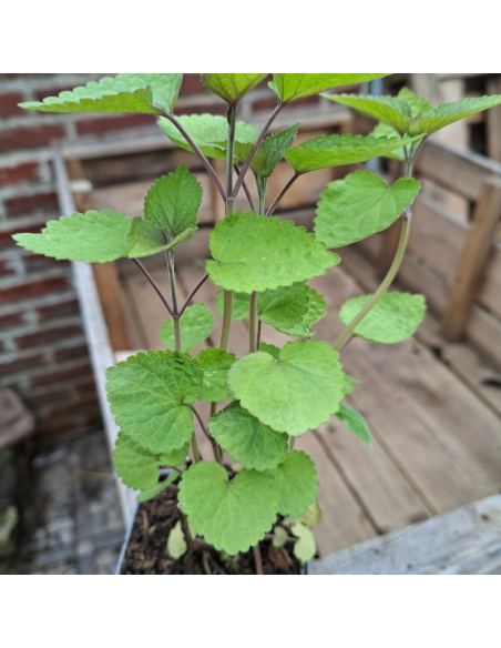 Agastache Fenouil - Agastache Foeniculum