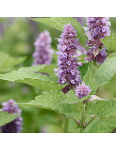 Agastache Fenouil - Agastache Foeniculum