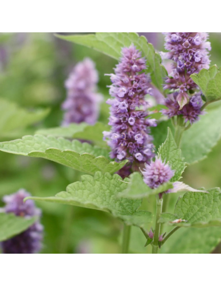 Agastache Fenouil - Agastache Foeniculum