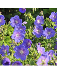 Geranium vivace de l'Himalaya Gravetye 2
