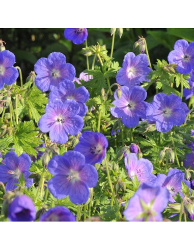 Geranium vivace de l'Himalaya Gravetye