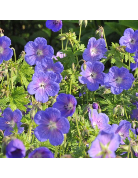 Geranium vivace de l'Himalaya Gravetye