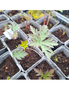Geranium vivace de l'Himalaya Gravetye