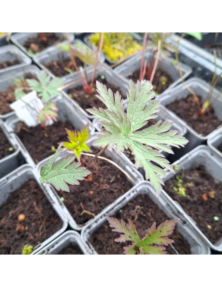 Geranium vivace de l'Himalaya Gravetye
