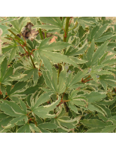 Erable du Japon Butterfly - Acer Palmatum