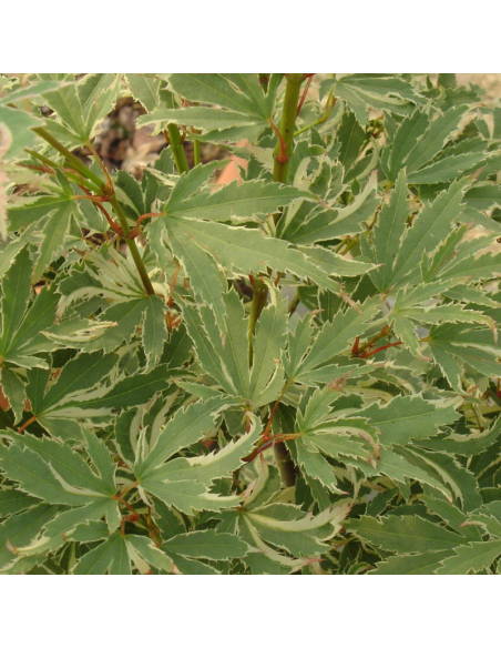 Erable du Japon Butterfly - Acer Palmatum