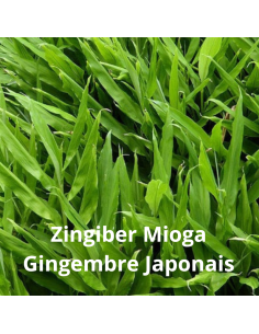 Pack plantes aromatiques Japonaises