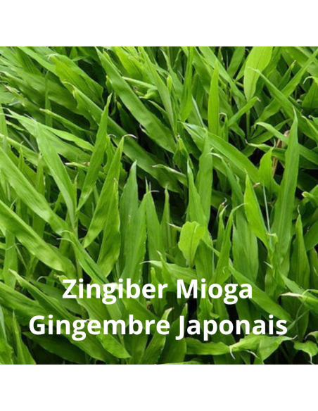 Pack plantes aromatiques Japonaises