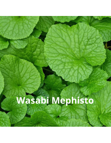 Pack plantes aromatiques Japonaises