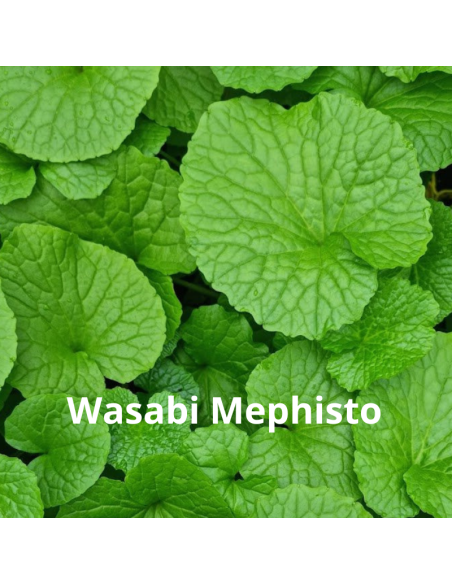 Pack plantes aromatiques Japonaises