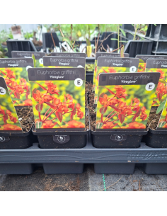 Euphorbe de Griffith fireglow