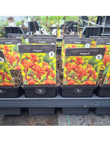 Euphorbe de Griffith fireglow